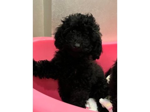 Toy poodle iki aylık