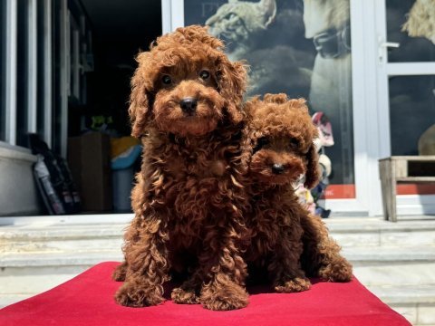 Ankaranın en güzel redbrown kore toy poodle yavruları