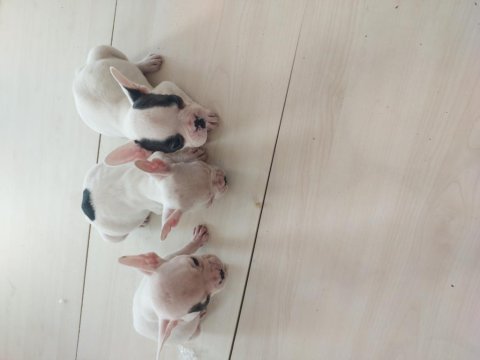 2 aylık dişi ve erkek french bulldog