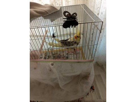 6 aylık erkek sultan papağanı satılık