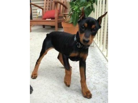 Siyah doberman köpeği