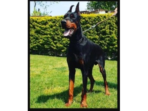 Irk ve sağlık garanti doberman yavrularımız