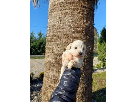 Beyaz tatlı toy poodle