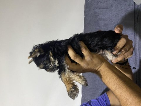 Tuvalet eğitimli yorkshire terrier