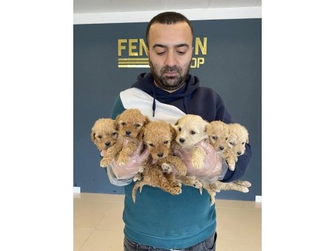 Renk renk toy podle maltipo morki pekinz yavruları ank