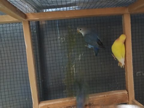 Yeni yeme inmiş uysal sevda papağanı bebekler
