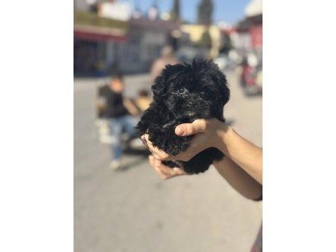 Micro erkek maltipoo köpeği yavrumuz