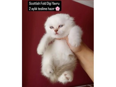 Scottish fold point dişi yavru