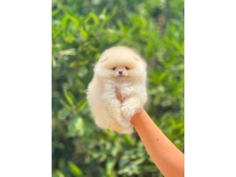 Pomeranian boo bebeklerim