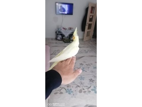 3 aylık sultan papağanı