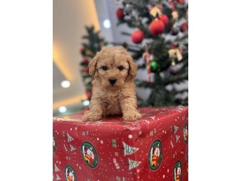 Kıvırcık maltipoo bebeğim