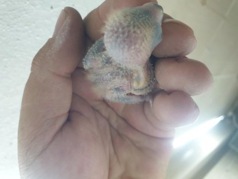 Elle besleme yavru sevda papağanı