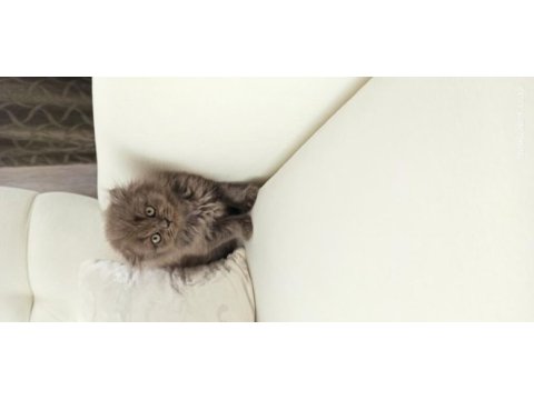 Scottish longhair dünya tatlısı minik yavru