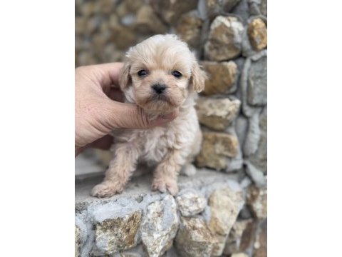 Tr de tek güzellikte maltipoo