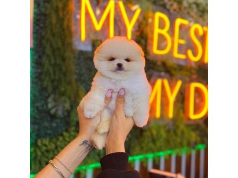 Pomeranian boo yavrularımız