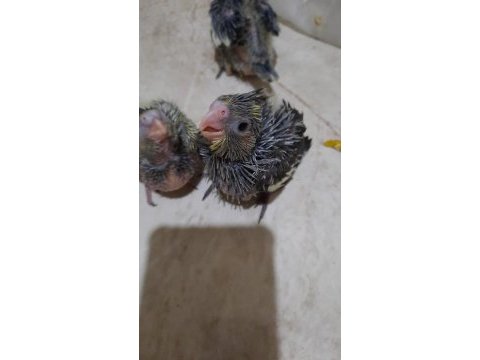 1 aylık yavru sultan papağanları