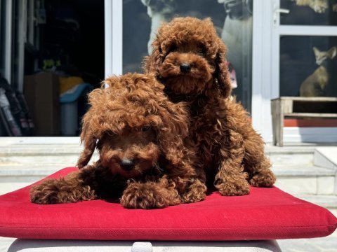 Ankaranın en özel redbrown kore tea cup poodle ları