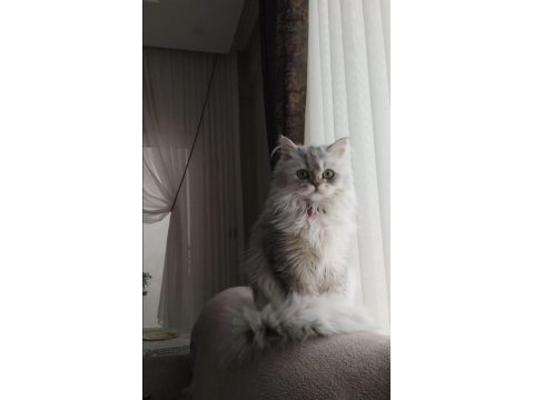 1 yaşında güzel british kedimiz gümüş