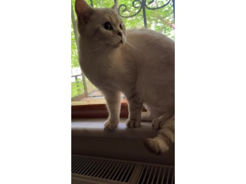 11 aylık british shorthair kedim