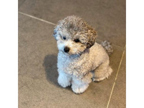 Silver toy poodle puppy