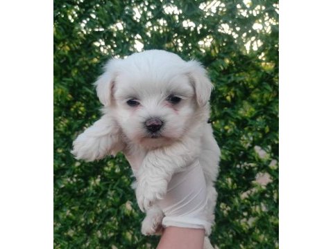 Üst kalite maltese terrier yavrularımız