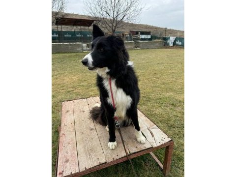 Eğitimli erkek border collie yavrusu