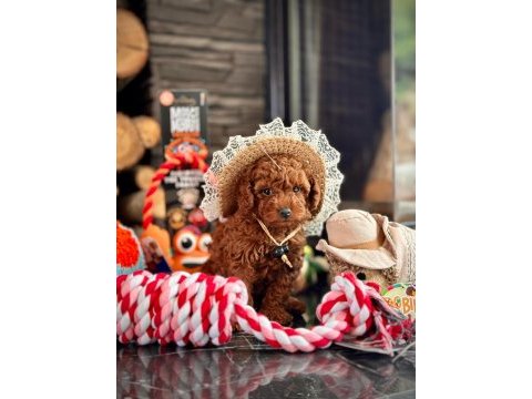Red brown toy poodle yavrulari istanbul