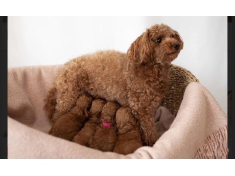 Anne altından safkan poodle bebekler