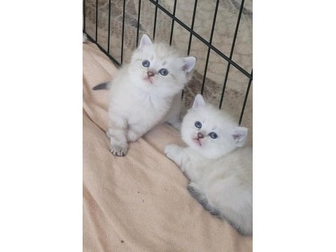 British shorthair kedilerim