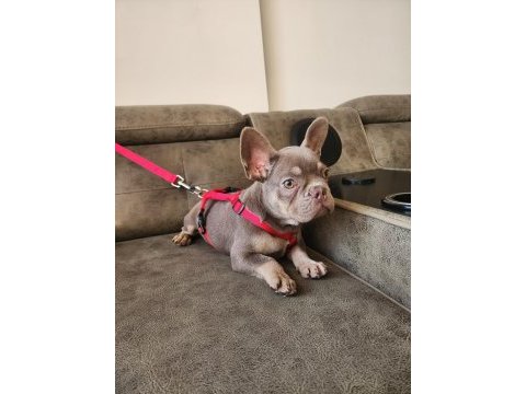 İsabella and tan dişi french bulldog yavrumuz izmir