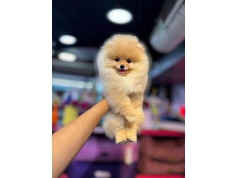 Orjinal dişi erkek ayıcık pomeranian bebekler