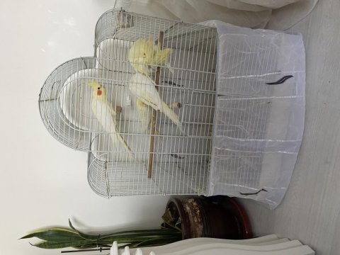 Lutino sultan papağanı yavru ve yetişkin mevcut