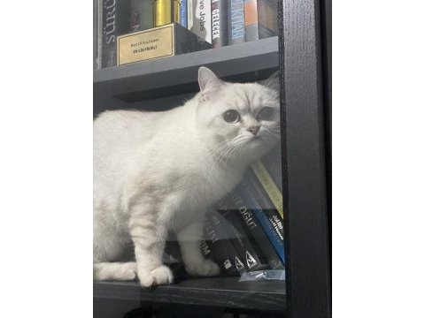 09.09.23 ns11 erkek british shorthair