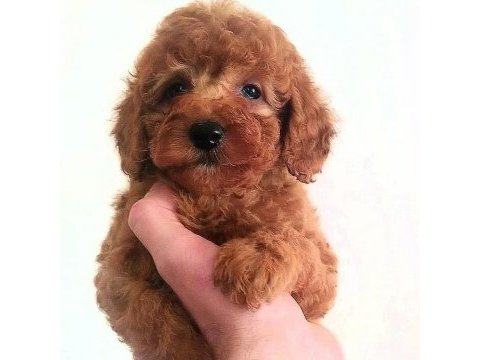 Toy poodle red a kalite yavrular