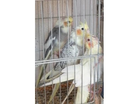 2 aylık bebek sultan papağanlar