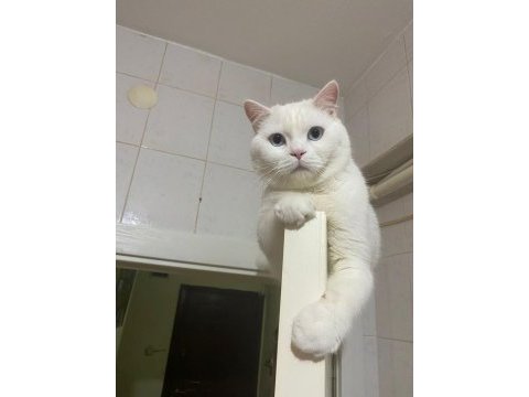 Erkek british shorthair kedimize çiftleştirmek için dişi