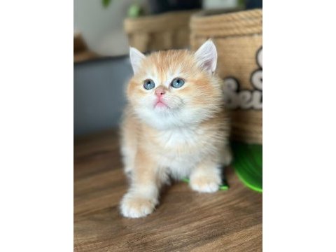 A kalite british shorthair gold yavrular