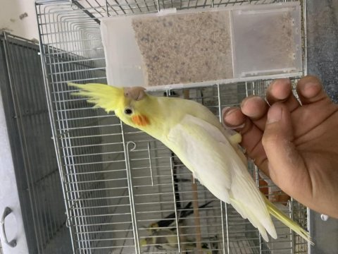 Bebek lutino sultan papağanı