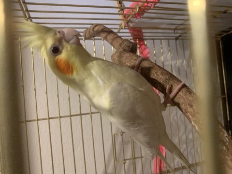 Lutino kırmızı göz sultan papağanı