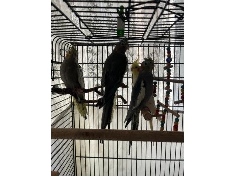 Uçabilen 3 aylık sultan papağanı