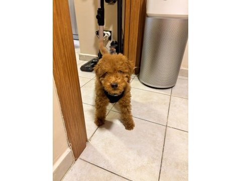 Yavru toy poodle