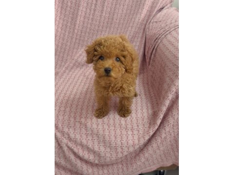 Mini minnoş toy poodle