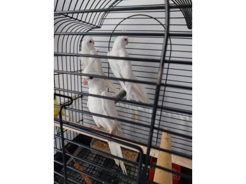 3 aylık sultan papağanı yavrular