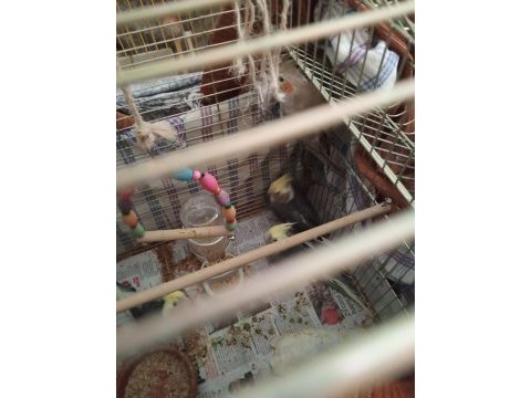 2,5 3 aylık aylık sultan papağanı izmir çiğli evka 5