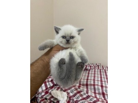 Teslime hazır point bebek british shorthair