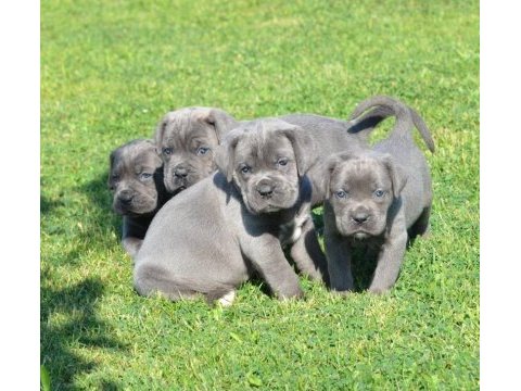 Dev cane corso yavruları