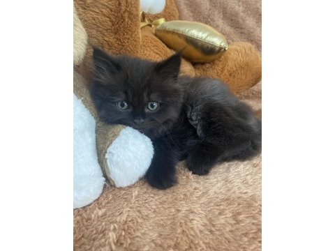 Ayıcık surat british longhair erkek yavru kedi