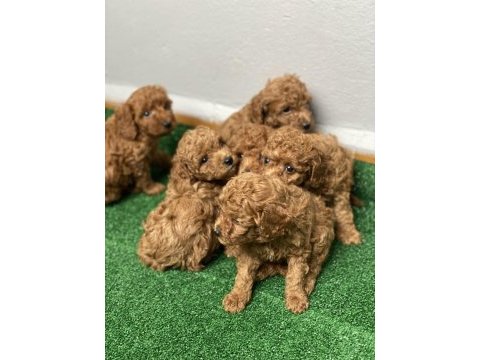 Red brown toy poodle yavruları
