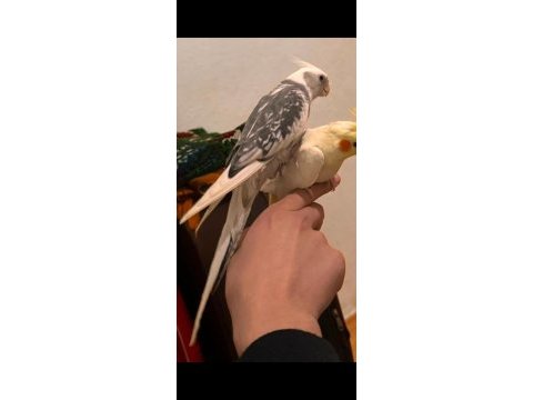Ele alışık konuşan erkek sultan papağanı