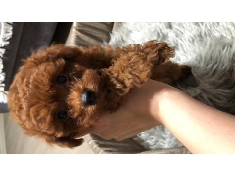 Teacup toy poodle